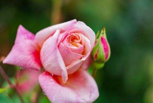 ばら公園いこいの広場、5月夏の花、岐阜県安八郡の観光・撮影スポットの画像と写真