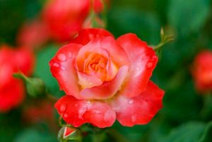 ばら公園いこいの広場、5月夏の花、岐阜県安八郡の観光・撮影スポットの画像と写真