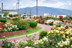 ばら公園いこいの広場、5月夏の花、岐阜県安八郡の観光・撮影スポットの画像と写真