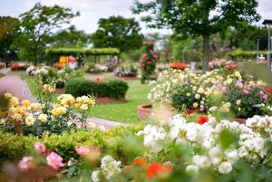 ばら公園いこいの広場、5月夏の花、岐阜県安八郡の観光・撮影スポットの画像と写真