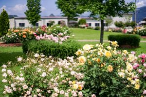 ばら公園いこいの広場、5月夏の花、岐阜県安八郡の観光・撮影スポットの画像と写真