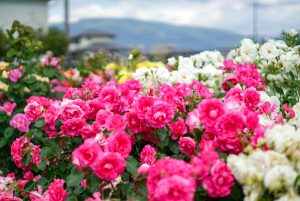 ばら公園いこいの広場、5月夏の花、岐阜県安八郡の観光・撮影スポットの画像と写真
