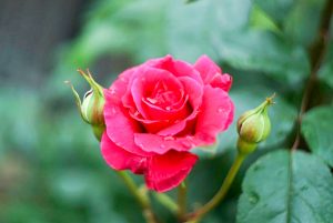 ばら公園いこいの広場、5月夏の花、岐阜県安八郡の観光・撮影スポットの画像と写真