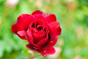 ばら公園いこいの広場、5月夏の花、岐阜県安八郡の観光・撮影スポットの画像と写真
