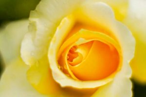 ばら公園いこいの広場、5月夏の花、岐阜県安八郡の観光・撮影スポットの画像と写真