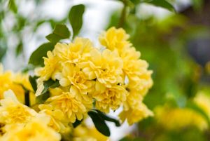 ばら公園いこいの広場、5月夏の花、岐阜県安八郡の観光・撮影スポットの画像と写真