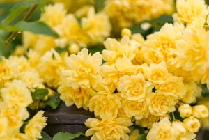 ばら公園いこいの広場、5月夏の花、岐阜県安八郡の観光・撮影スポットの画像と写真