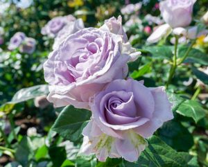 大野町バラ公園、5月夏の花、岐阜県揖斐郡大野町の観光・撮影スポットの画像と写真