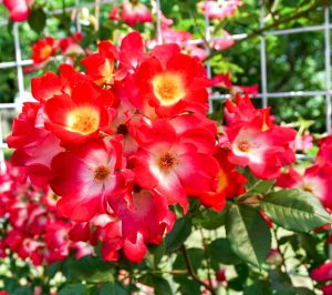 大野町バラ公園、5月夏の花、岐阜県揖斐郡大野町の観光・撮影スポットの画像と写真