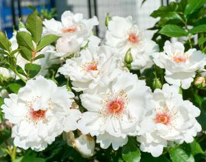 大野町バラ公園、5月夏の花、岐阜県揖斐郡大野町の観光・撮影スポットの画像と写真