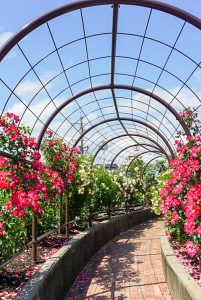 大野町バラ公園、5月夏の花、岐阜県揖斐郡大野町の観光・撮影スポットの画像と写真
