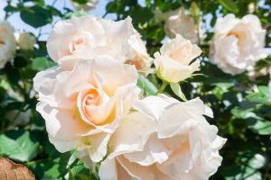 大野町バラ公園、5月夏の花、岐阜県揖斐郡大野町の観光・撮影スポットの画像と写真