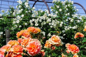 大野町バラ公園、5月夏の花、岐阜県揖斐郡大野町の観光・撮影スポットの画像と写真大野町バラ公園、5月夏の花、岐阜県揖斐郡大野町の観光・撮影スポットの画像と写真