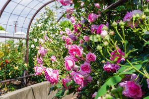 大野町バラ公園、5月夏の花、岐阜県揖斐郡大野町の観光・撮影スポットの画像と写真