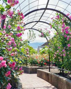大野町バラ公園、5月夏の花、岐阜県揖斐郡大野町の観光・撮影スポットの画像と写真