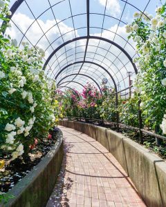 大野町バラ公園、5月夏の花、岐阜県揖斐郡大野町の観光・撮影スポットの画像と写真