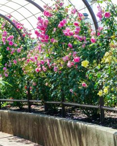 大野町バラ公園、5月夏の花、岐阜県揖斐郡大野町の観光・撮影スポットの画像と写真