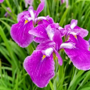 織部の里公園、花しょうぶ、6月夏の花、岐阜県土岐市の観光・撮影スポットの画像と写真