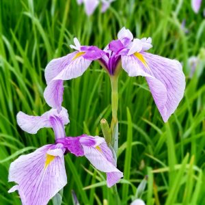 織部の里公園、花しょうぶ、6月夏の花、岐阜県土岐市の観光・撮影スポットの画像と写真