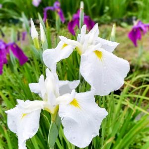 織部の里公園、花しょうぶ、6月夏の花、岐阜県土岐市の観光・撮影スポットの画像と写真