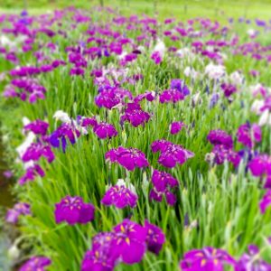 織部の里公園、花しょうぶ、6月夏の花、岐阜県土岐市の観光・撮影スポットの画像と写真