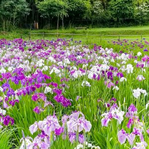 織部の里公園、花しょうぶ、6月夏の花、岐阜県土岐市の観光・撮影スポットの画像と写真
