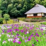 織部の里公園、花しょうぶ、6月夏の花、岐阜県土岐市の観光・撮影スポットの画像と写真