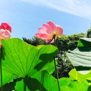 六華苑、ハス、6月夏の花、三重県桑名市の観光・撮影スポットの画像と写真