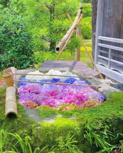 六華苑、あじさい、手水舎、6月夏の花、岐阜県大垣市の観光・撮影スポットの画像と写真