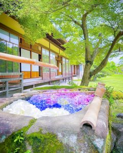 六華苑、あじさい、手水舎、6月夏の花、岐阜県大垣市の観光・撮影スポットの画像と写真