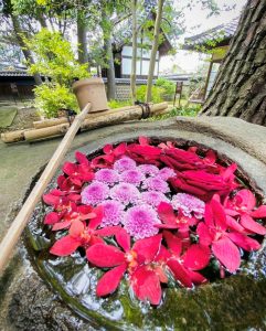 六華苑、あじさい、手水舎、6月夏の花、岐阜県大垣市の観光・撮影スポットの画像と写真