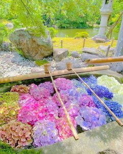 六華苑、あじさい、手水舎、6月夏の花、岐阜県大垣市の観光・撮影スポットの画像と写真
