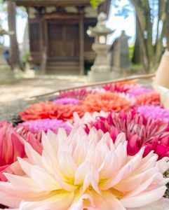 六華苑、あじさい、手水舎、6月夏の花、岐阜県大垣市の観光・撮影スポットの画像と写真