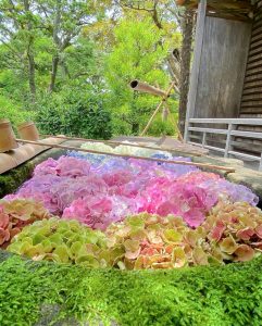六華苑、あじさい、手水舎、6月夏の花、岐阜県大垣市の観光・撮影スポットの画像と写真