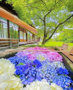 六華苑、あじさい、手水舎、6月夏の花、岐阜県大垣市の観光・撮影スポットの画像と写真
