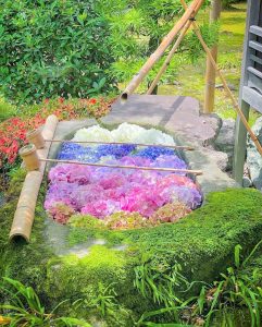 六華苑、あじさい、手水舎、6月夏の花、岐阜県大垣市の観光・撮影スポットの画像と写真
