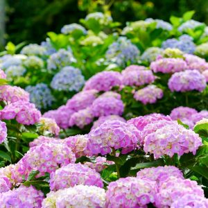 三ヶ根山スカイライン、あじさい、6月夏の花、愛知県西尾市の観光・撮影スポットの画像と写真