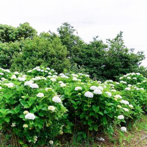 三ヶ根山スカイライン、あじさい、6月夏の花、愛知県西尾市の観光・撮影スポットの画像と写真