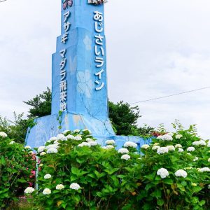 三ヶ根山スカイライン、あじさい、6月夏の花、愛知県西尾市の観光・撮影スポットの画像と写真三ヶ根山スカイライン、あじさい、6月夏の花、愛知県西尾市の観光・撮影スポットの画像と写真
