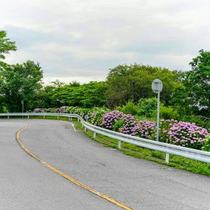 三ヶ根山スカイライン、あじさい、6月夏の花、愛知県西尾市の観光・撮影スポットの画像と写真