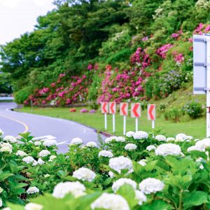 三ヶ根山スカイライン、あじさい、6月夏の花、愛知県西尾市の観光・撮影スポットの画像と写真