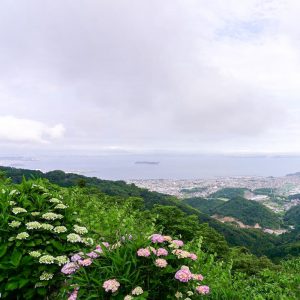 三ヶ根山スカイライン、あじさい、6月夏の花、愛知県西尾市の観光・撮影スポットの画像と写真
