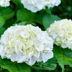 三ヶ根山スカイライン、あじさい、6月夏の花、愛知県西尾市の観光・撮影スポットの画像と写真