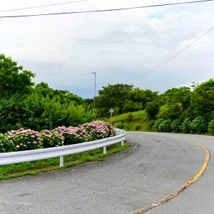 三ヶ根山スカイライン、あじさい、6月夏の花、愛知県西尾市の観光・撮影スポットの画像と写真