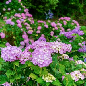 三ヶ根山スカイライン、あじさい、6月夏の花、愛知県西尾市の観光・撮影スポットの画像と写真