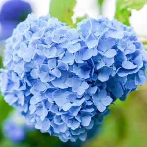三ヶ根山スカイライン、あじさい、6月夏の花、愛知県西尾市の観光・撮影スポットの画像と写真