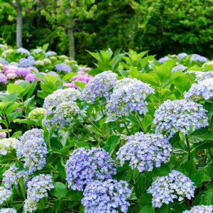 三ヶ根山スカイライン、あじさい、6月夏の花、愛知県西尾市の観光・撮影スポットの画像と写真