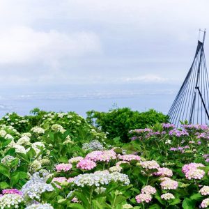 三ヶ根山スカイライン、あじさい、6月夏の花、愛知県西尾市の観光・撮影スポットの画像と写真