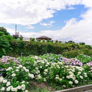 三ヶ根山スカイライン、あじさい、6月夏の花、愛知県西尾市の観光・撮影スポットの画像と写真