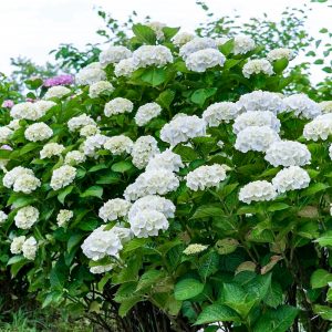 三ヶ根山スカイライン、あじさい、6月夏の花、愛知県西尾市の観光・撮影スポットの画像と写真